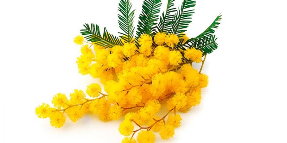 mimosa