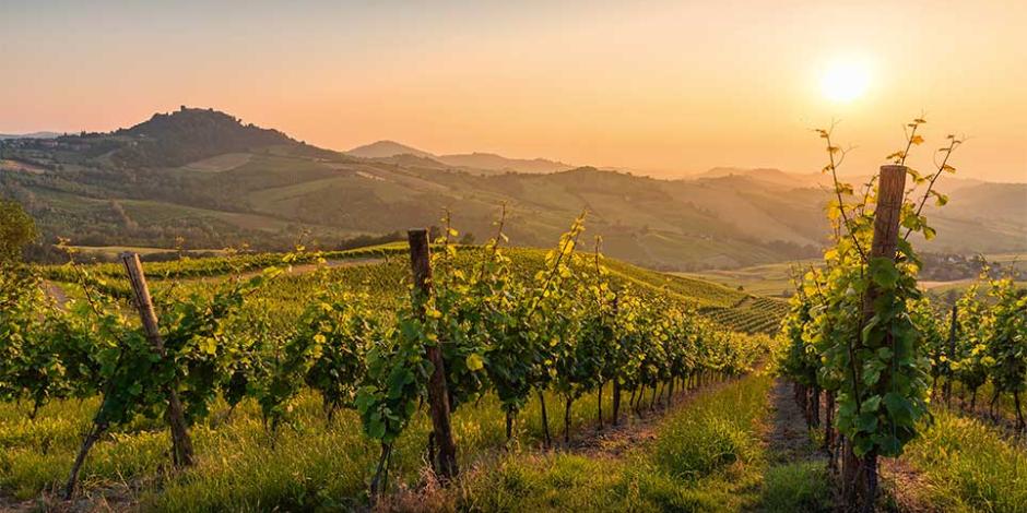 Weintrauben Italien