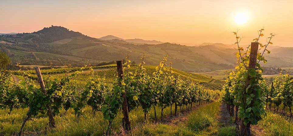 Weintrauben Italien