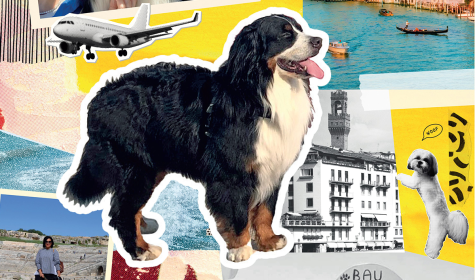 cane in vacanza